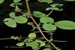 Indigofera trita var. marginulata